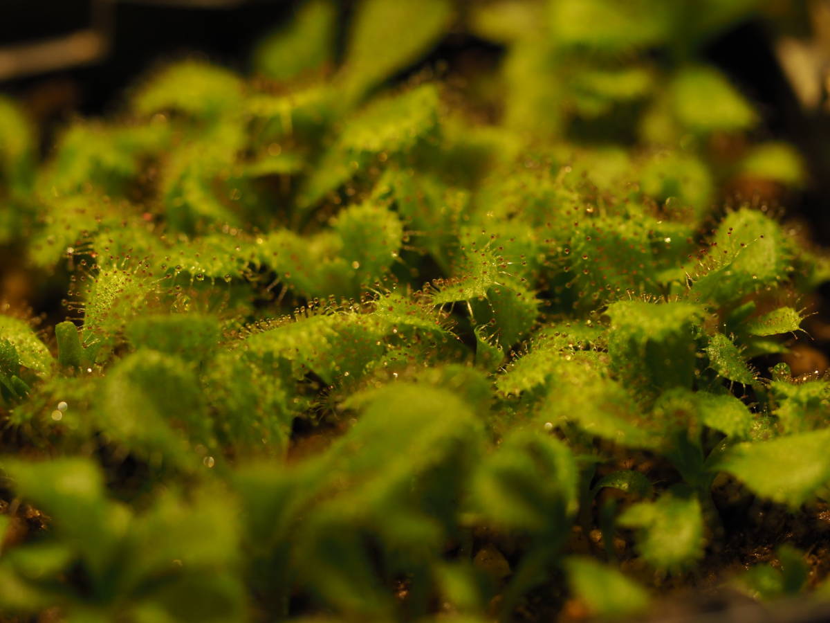 Drosera aberrans BCP [BCP ID# D1779] 組織培養株 一年生株 たくさん！入1鉢 食虫植物 モウセンゴケ ドロセラ_画像9