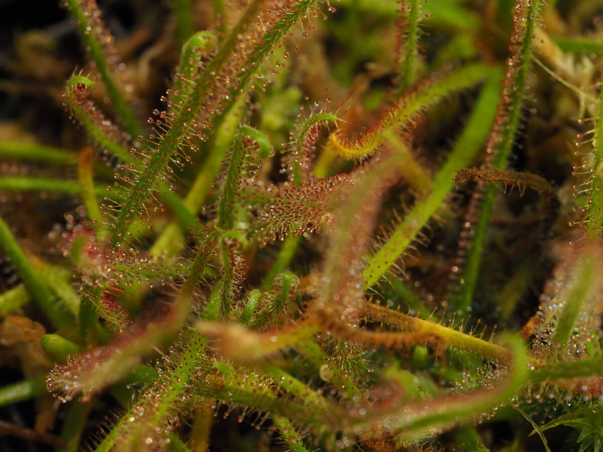 Drosera graminifolia ヤフオク系統 無菌播種株 子株たくさん！入1鉢 食虫植物 モウセンゴケ ドロセラの画像6