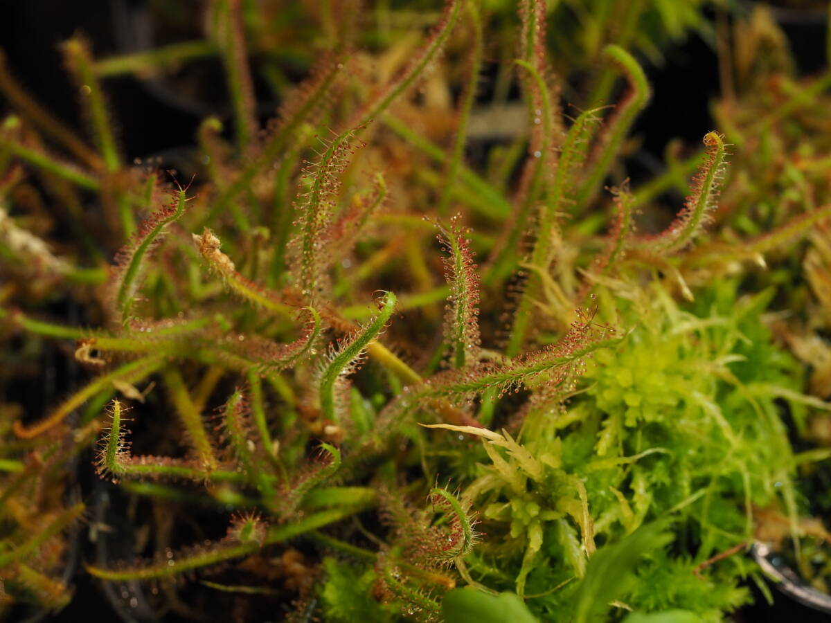 Drosera graminifolia ヤフオク系統 無菌播種株 子株たくさん！入1鉢 食虫植物 モウセンゴケ ドロセラの画像5
