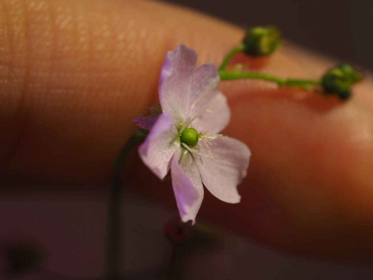 塊茎 Drosera 不明種 無菌播種株 Triffidナーセリー由来 1鉢 食虫植物 モウセンゴケ ドロセラ 球根_開花したときの写真です。