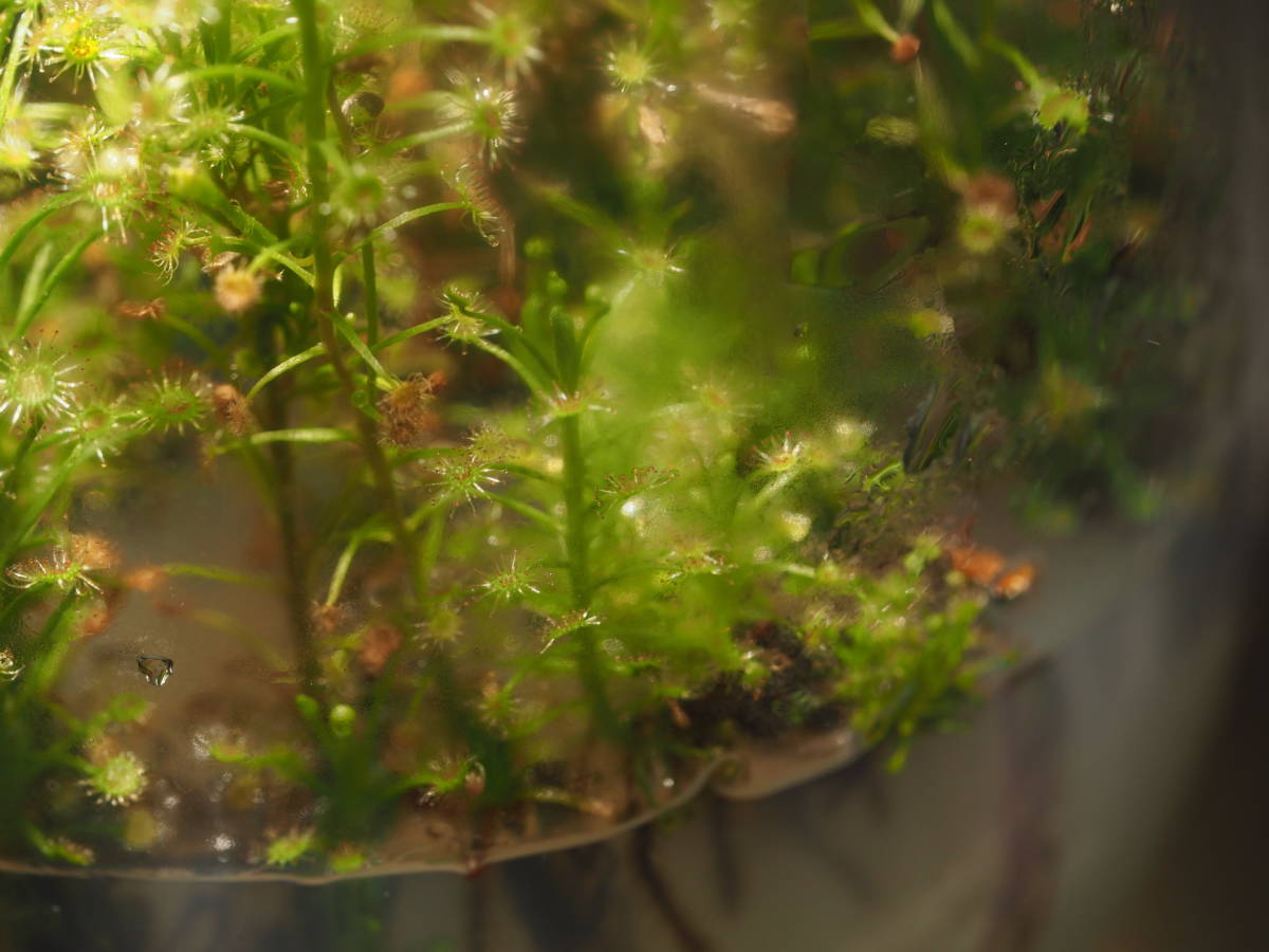 Drosera banksii 無菌播種株 2株 ※説明欄要チェック フラスコ苗 食虫植物 モウセンゴケ ドロセラ_画像4