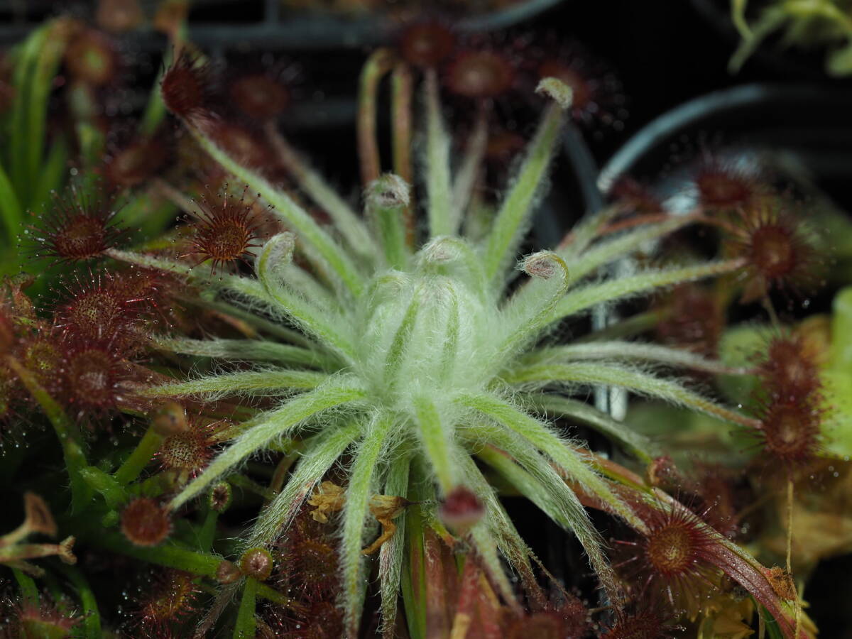 Drosera aff. lanata 無菌播種株 1鉢 食虫植物 モウセンゴケ ドロセラ_画像1
