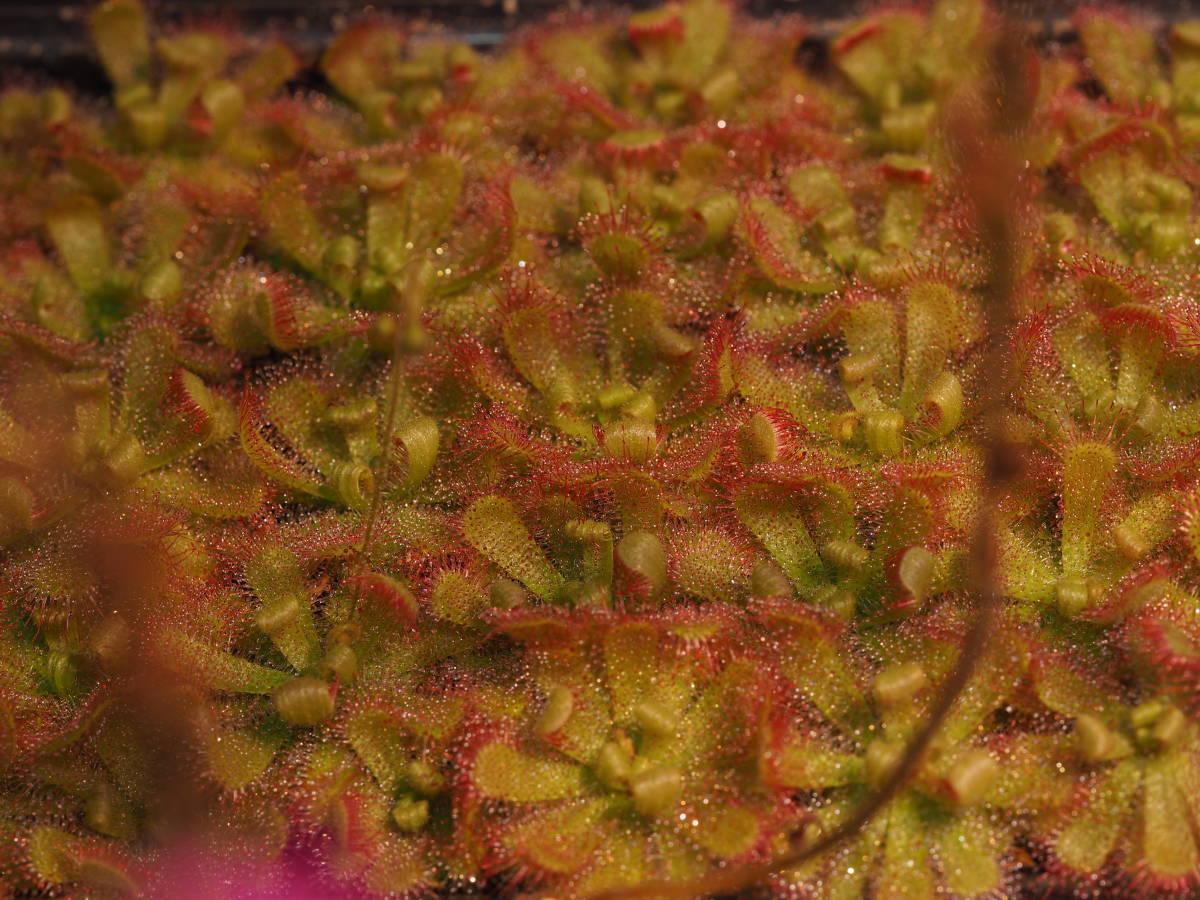 Drosera trinerviaの種子 30粒 食虫植物 モウセンゴケ ドロセラ_画像3