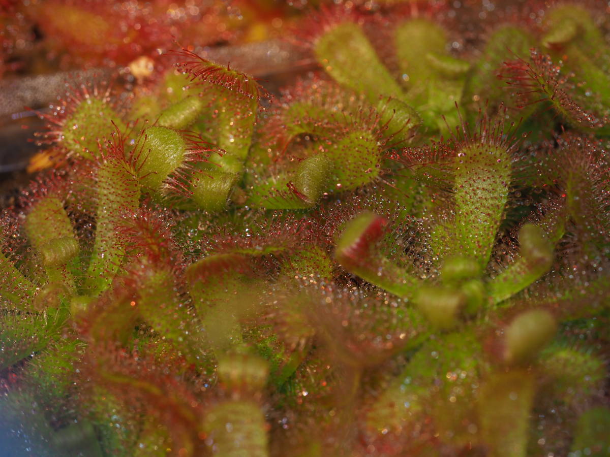 Drosera trinerviaの種子 30粒 食虫植物 モウセンゴケ ドロセラ_画像1