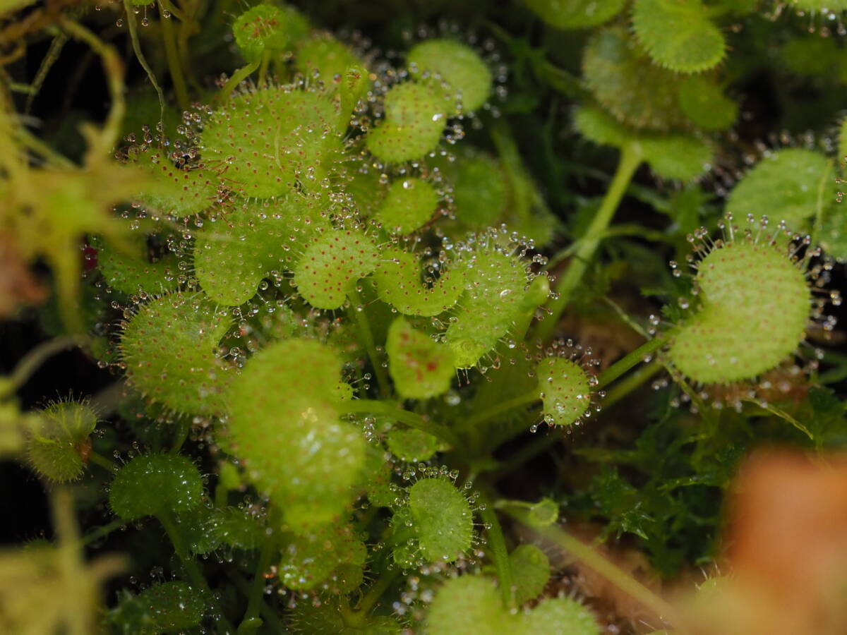 Drosera prolifera 外植体導入株 子株たくさん入り！1鉢 食虫植物 モウセンゴケ ドロセラ_画像1