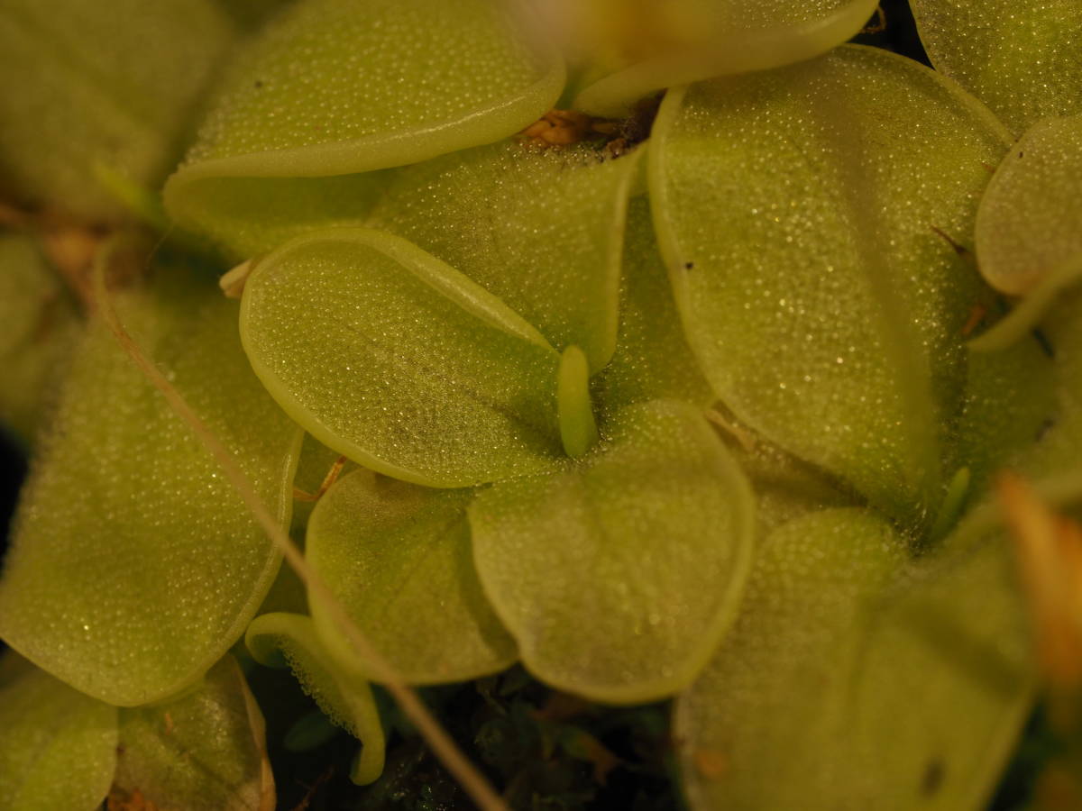 Pinguicula lilacina 無菌播種株 1鉢 4株以上入 食虫植物 ムシトリスミレ ピンギキュラ_画像5