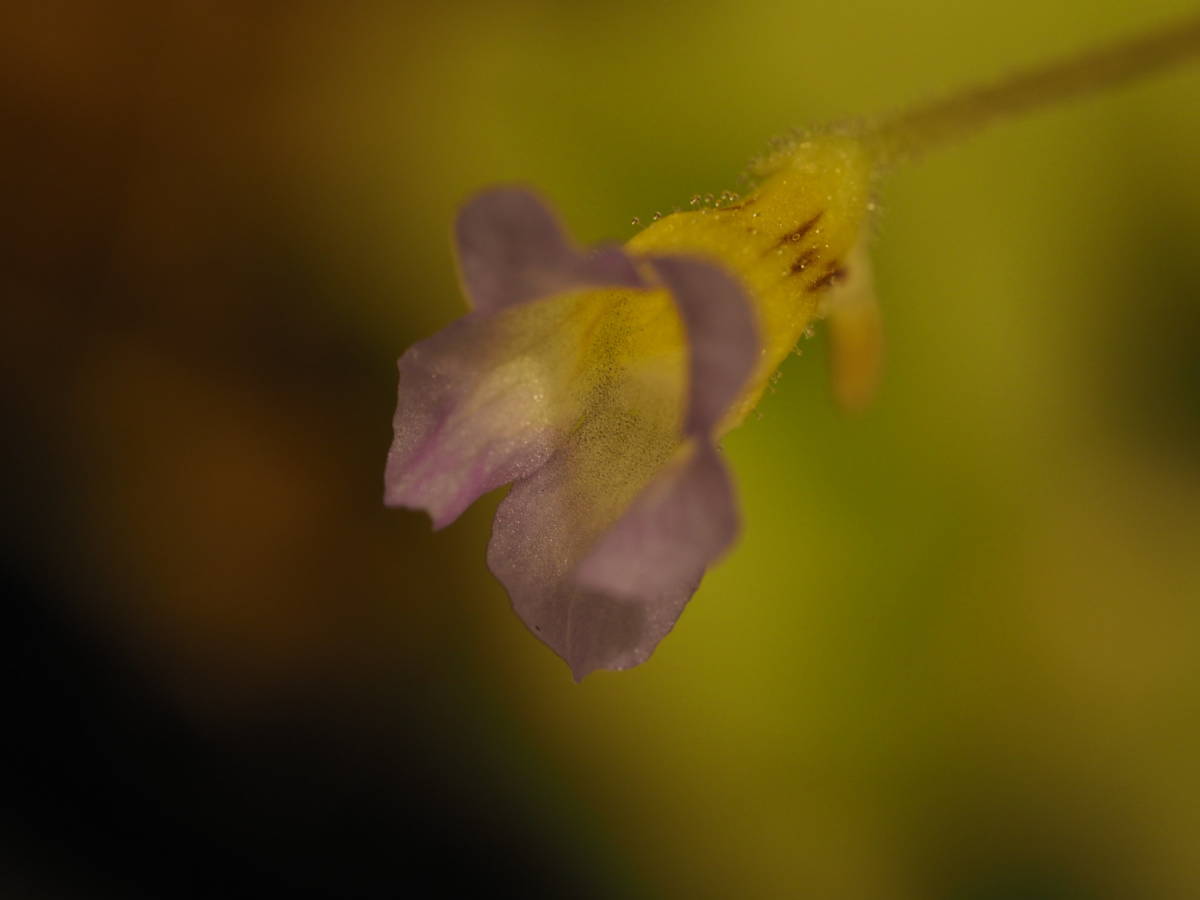 Pinguicula lilacina 無菌播種株 1鉢 4株以上入 食虫植物 ムシトリスミレ ピンギキュラ_画像8