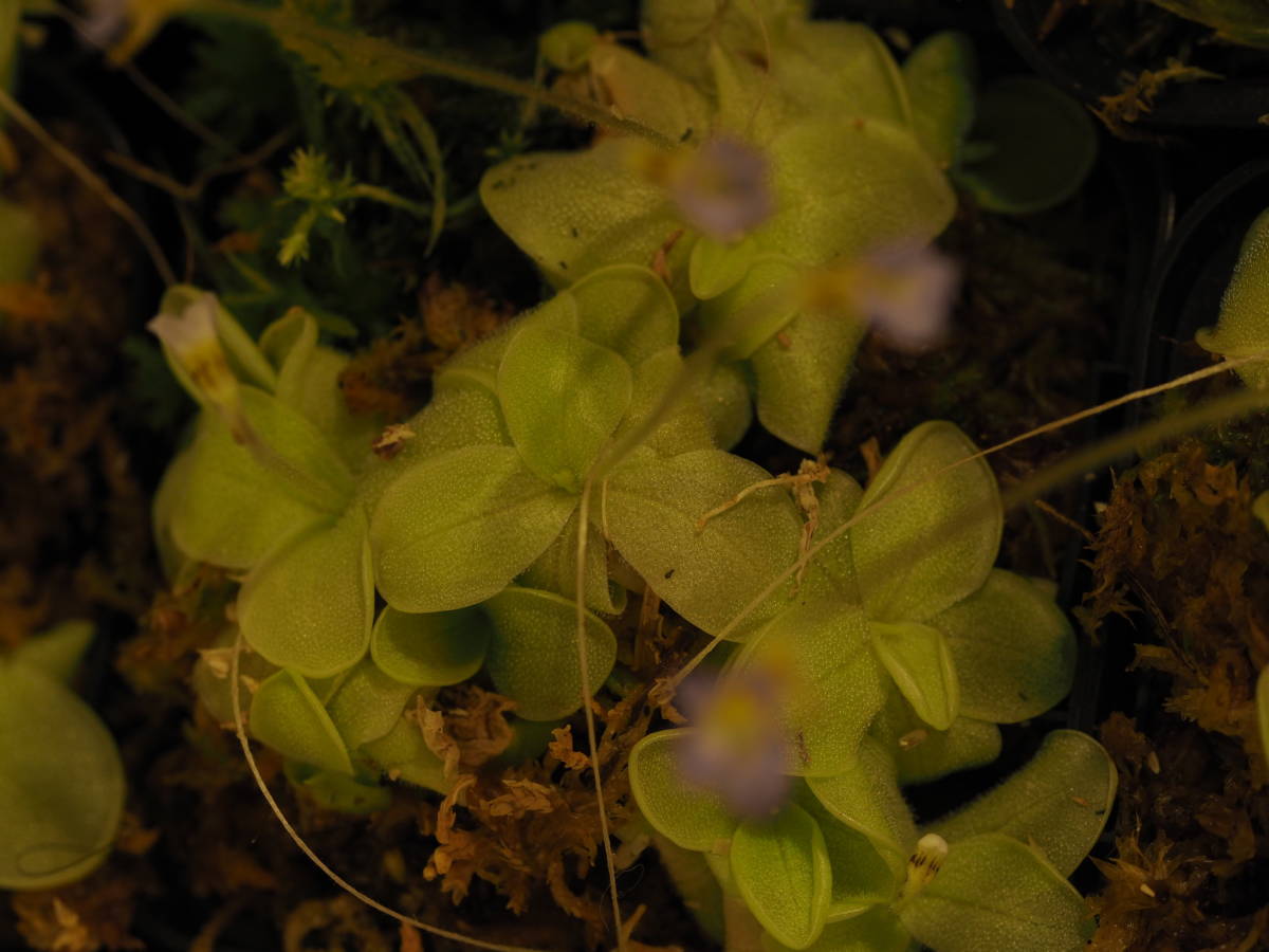 Pinguicula lilacina 無菌播種株 1鉢 4株以上入 食虫植物 ムシトリスミレ ピンギキュラ_画像6