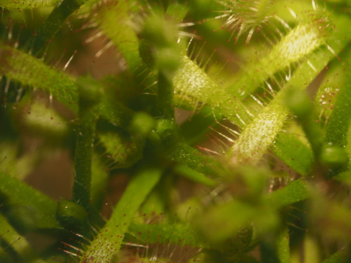 Drosera chrysolepis Martin Cob 第2世代 無菌播種株 子苗1~2株 ※説明欄要チェック フラスコ苗 食虫植物 モウセンゴケ ドロセラ_画像1