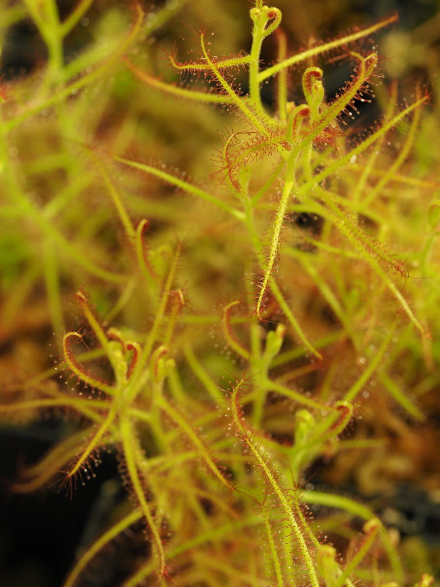 Drosera aurantiaca 無菌播種株 1鉢 食虫植物 モウセンゴケ ドロセラの画像5