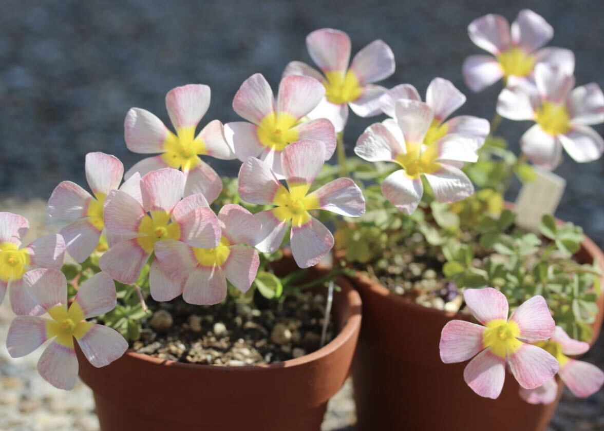 Oxalis obtusa hybrid RO-2 белый земля . розовый серия * обратная сторона сторона . розовый узор есть (obtusa Cerise Stone ) луковица 3 лампочка 