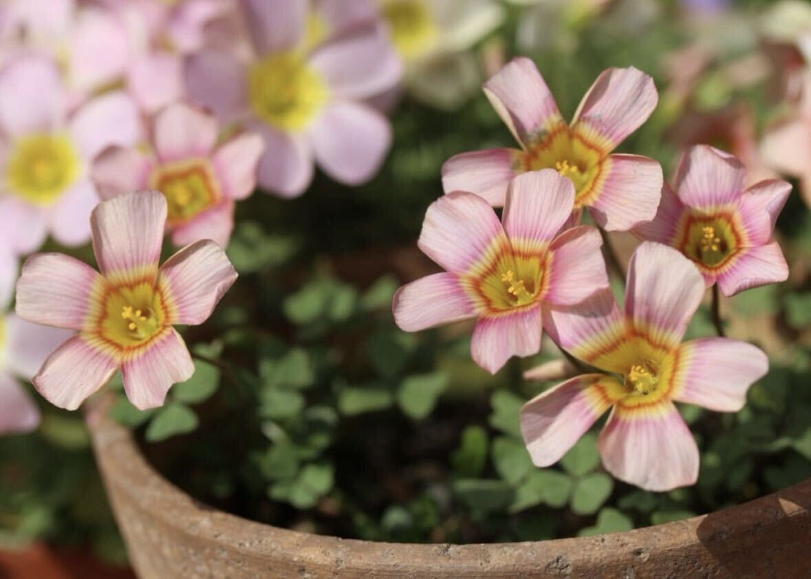 Oxalis obtusa Echo луковица 1 лампочка 