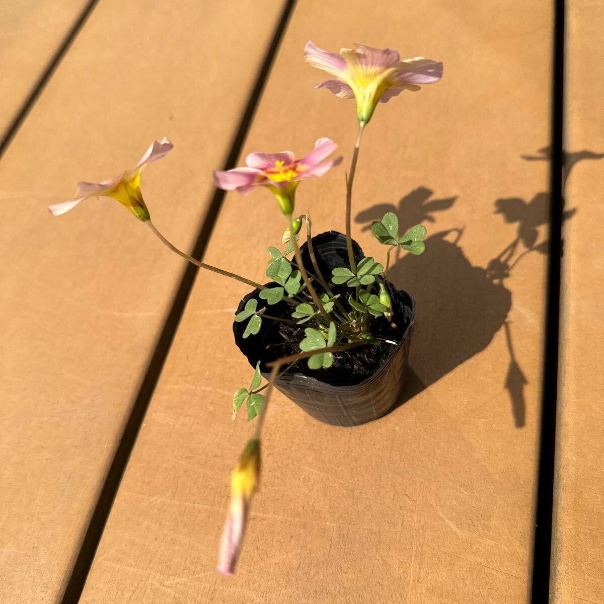 Oxalis obtusa Echo луковица 1 лампочка 