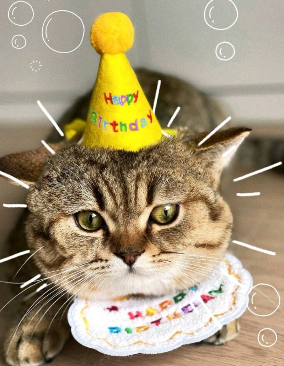 犬  猫  ペット用スタイ   お誕生日スタイ  撮影会