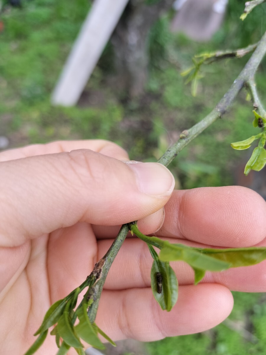 ●アゲハチョウの幼虫→１０匹です●アゲハ蝶の幼虫 卵●チョウチョ●蝶々●小学生の自由研究理科●モンシロチョウの卵 幼虫●の画像5