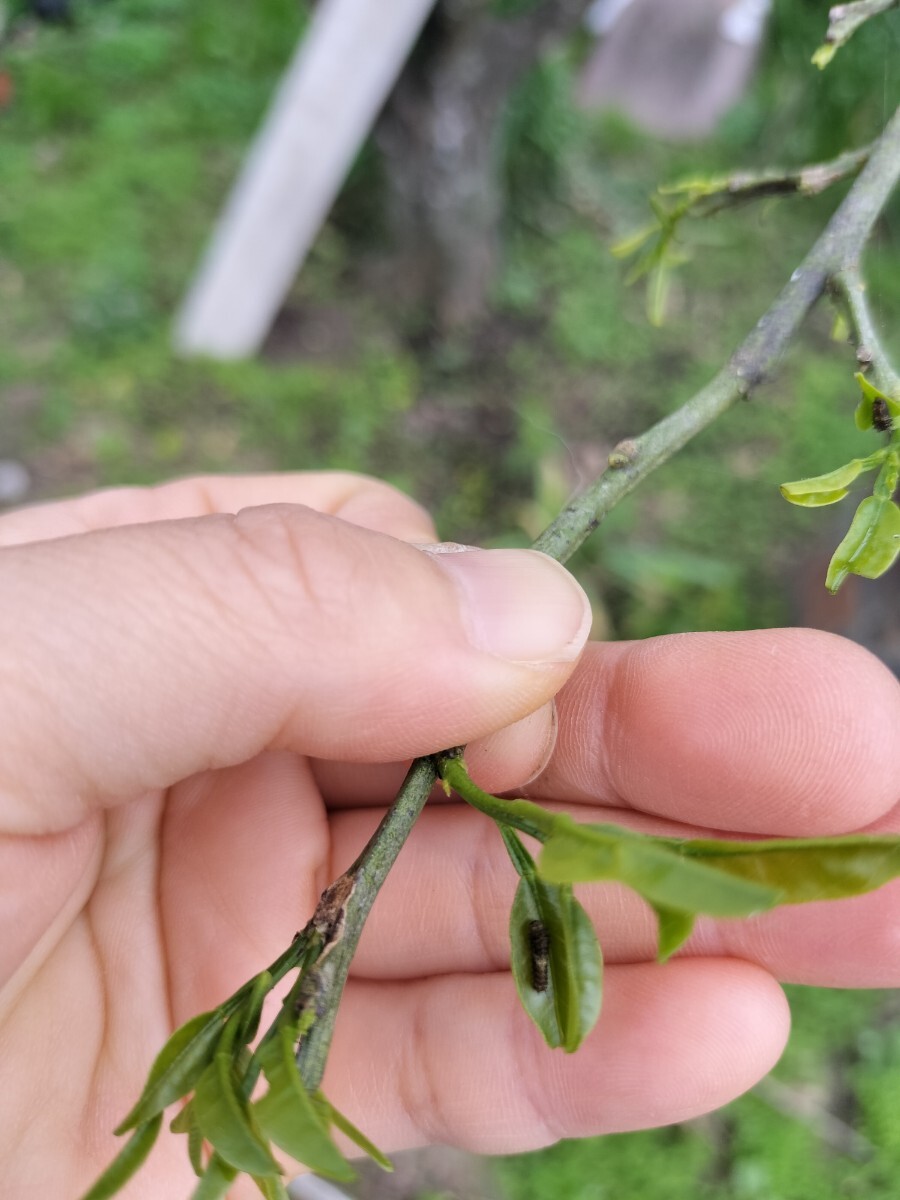 ●アゲハチョウの幼虫→１０匹です●アゲハ蝶の幼虫●チョウチョ●蝶々●小学生の自由研究理科●モンシロチョウ●の画像5