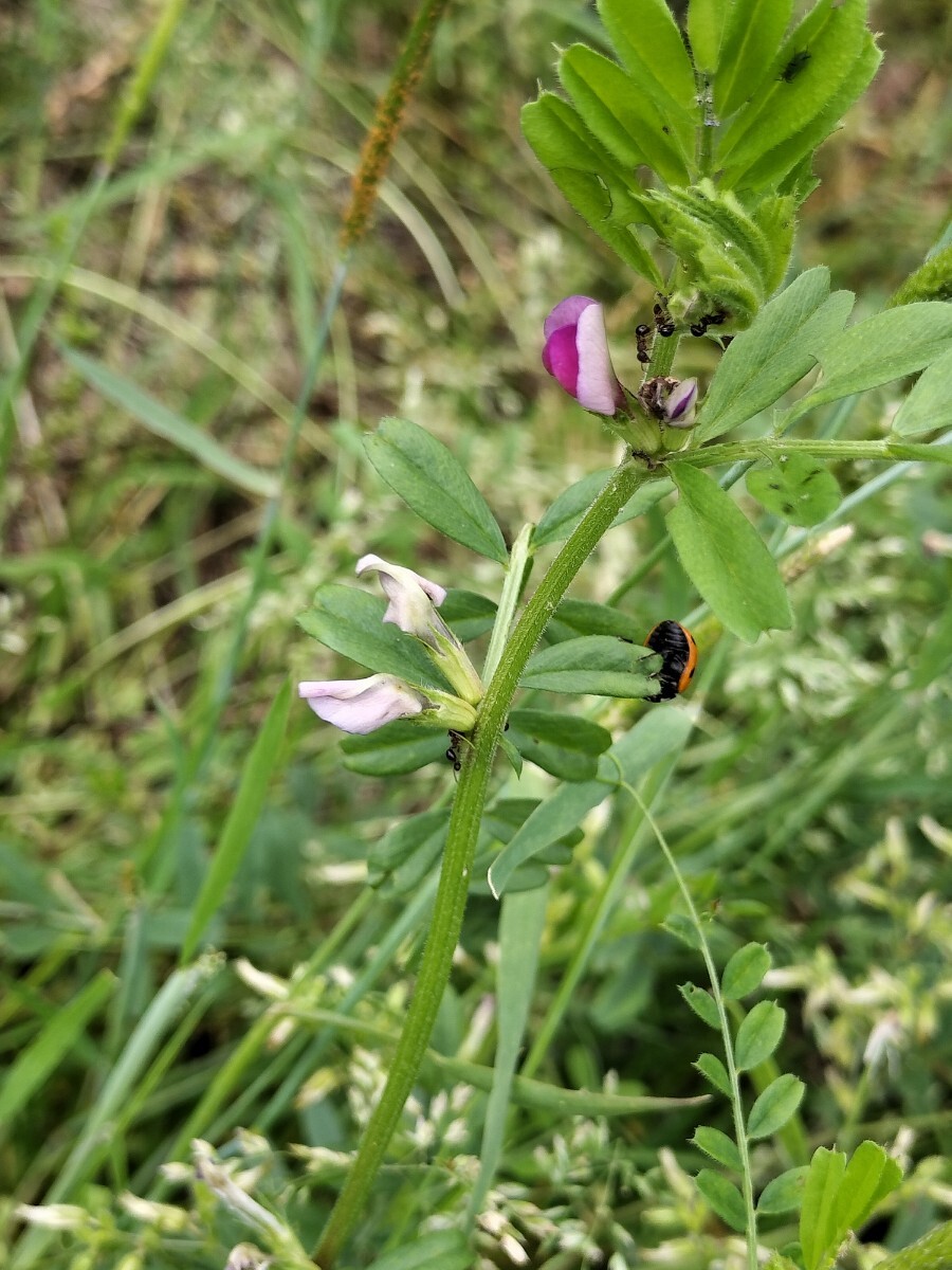 ●てんとう虫→２０匹です●テントウムシ●てんとうむし●バラ薔薇　家庭菜園やビニールハウス栽培のアブラムシ対策に！！●_画像5