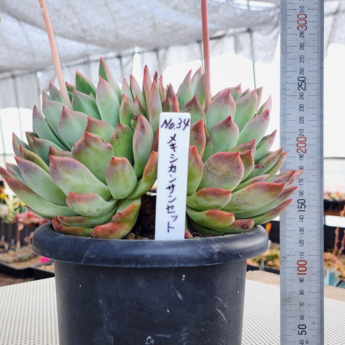 No.34【激レアサイズ】メキシカンサンセット 多肉植物  エケベリア 【超大株】【巨大】【親株】【特大】【大株】の画像3