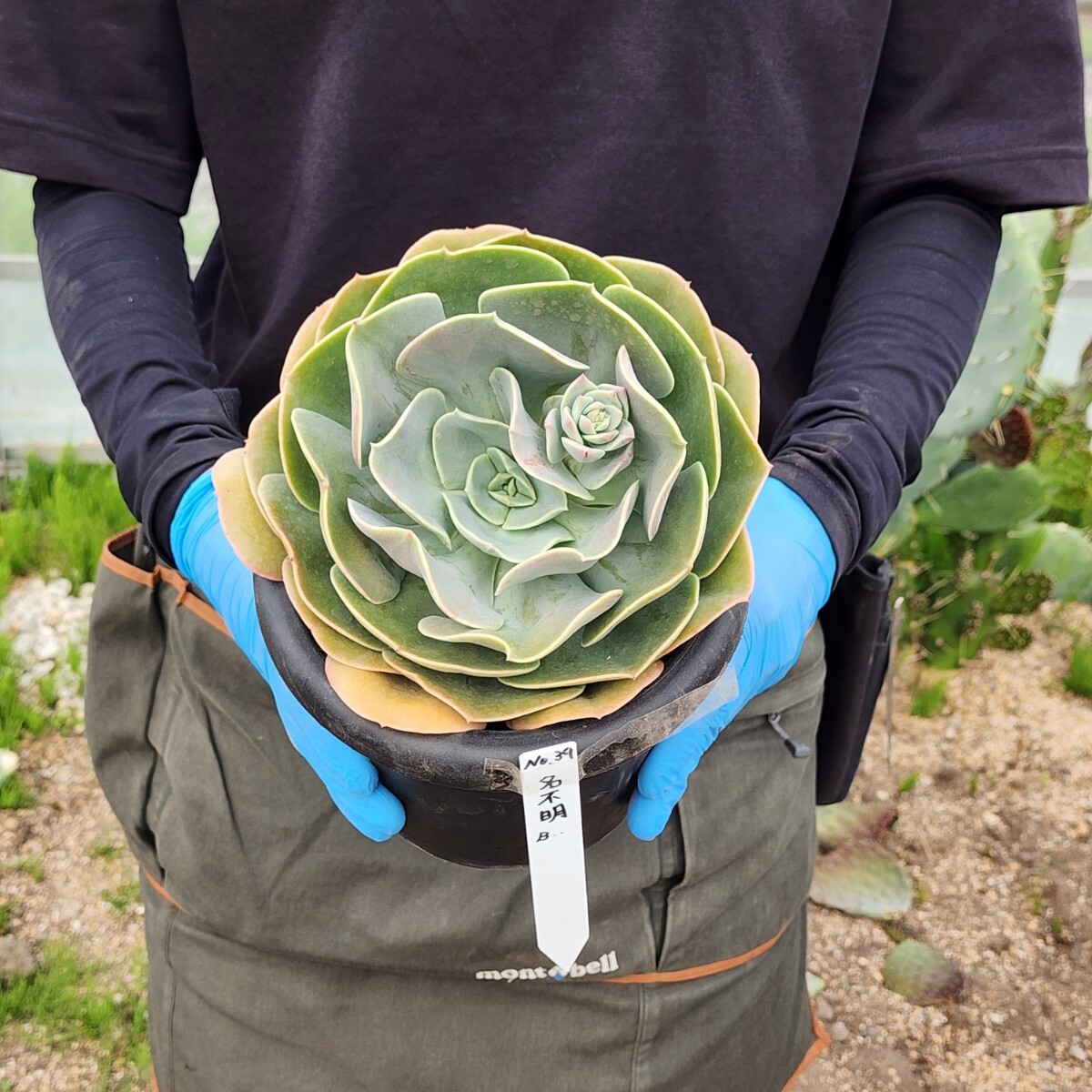 No.39【激レアサイズ】札落ち品 多肉植物  エケベリア 【超大株】【巨大】【親株】【特大】【大株】の画像1