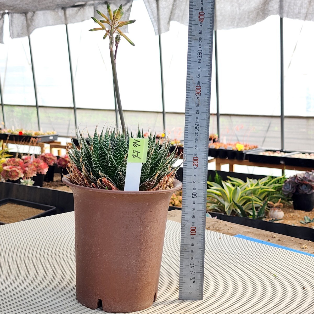 No.56[ ultra rare size ] have starter succulent plant aloe [ super large stock ][ huge ][ parent stock ][ extra-large ][ large stock ]