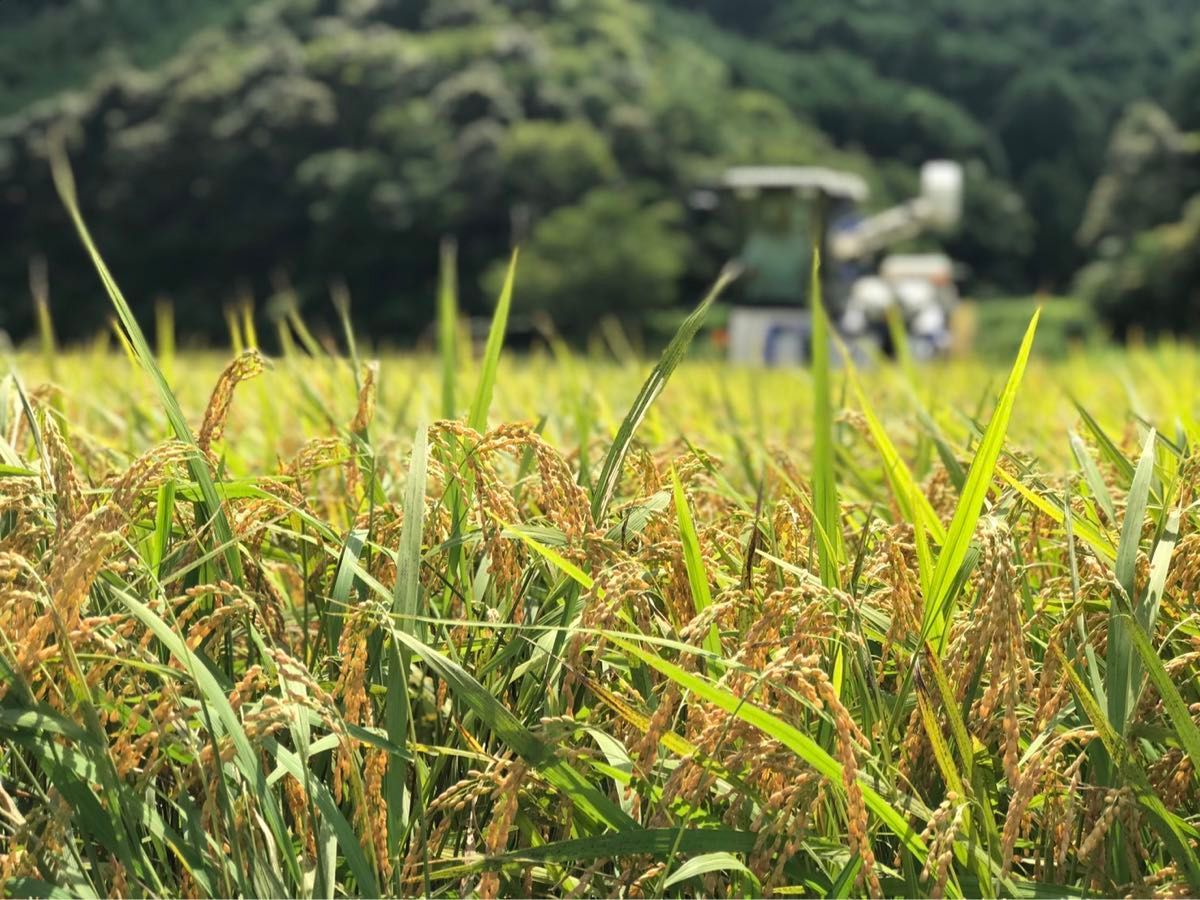 令和5年産　高知県コシヒカリ24kg 玄米