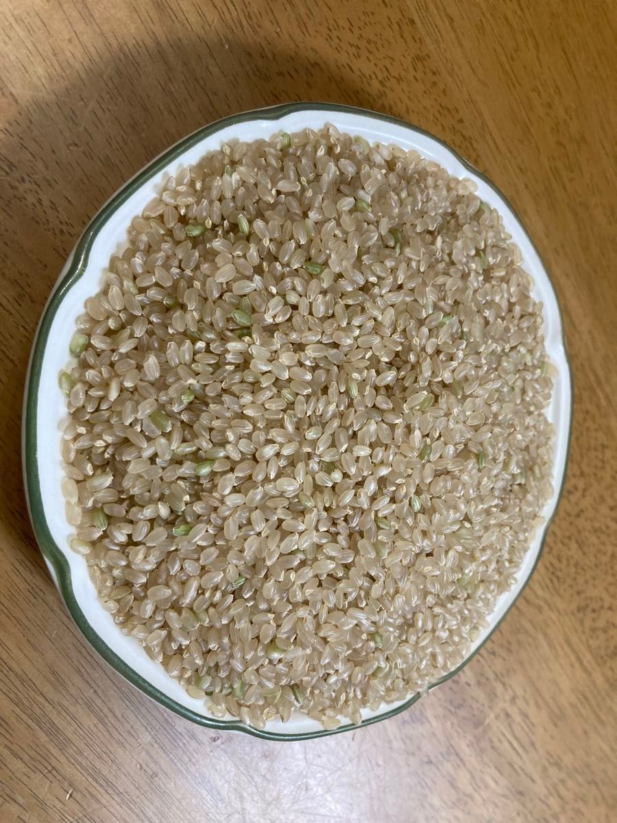 令和5年産　高知県コシヒカリ24kg 玄米