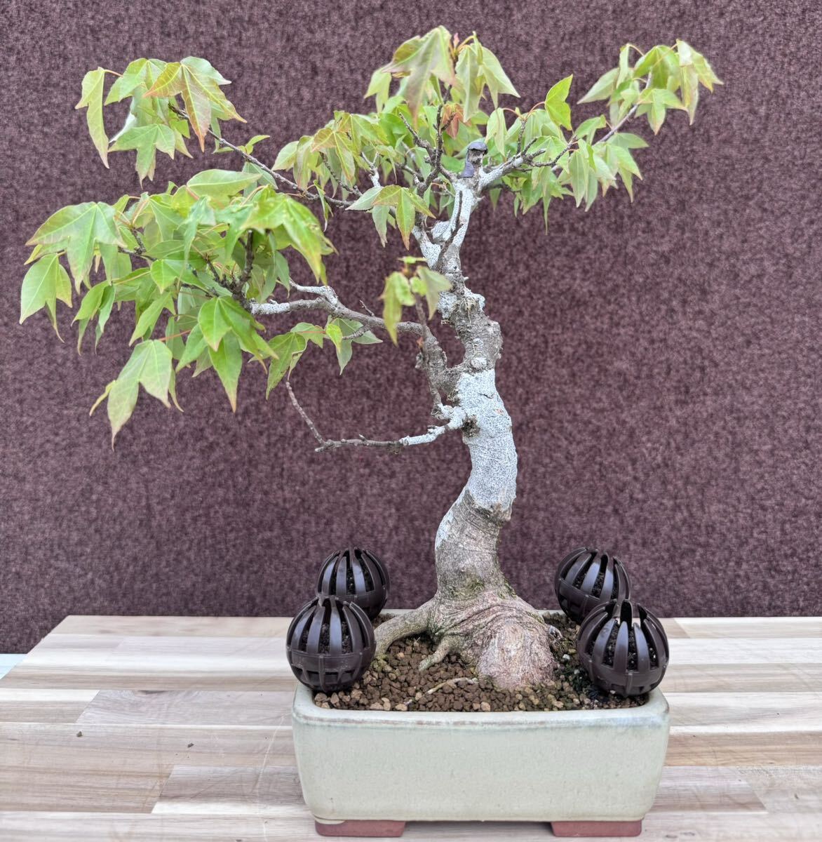 盆栽【楓】 梅 皐月 金露梅 つつじ もみじ 欅 雑木 - 盆栽 盆栽【楓】 梅 皐月 金露梅 つつじ もみじ 欅 雑木 - 盆栽