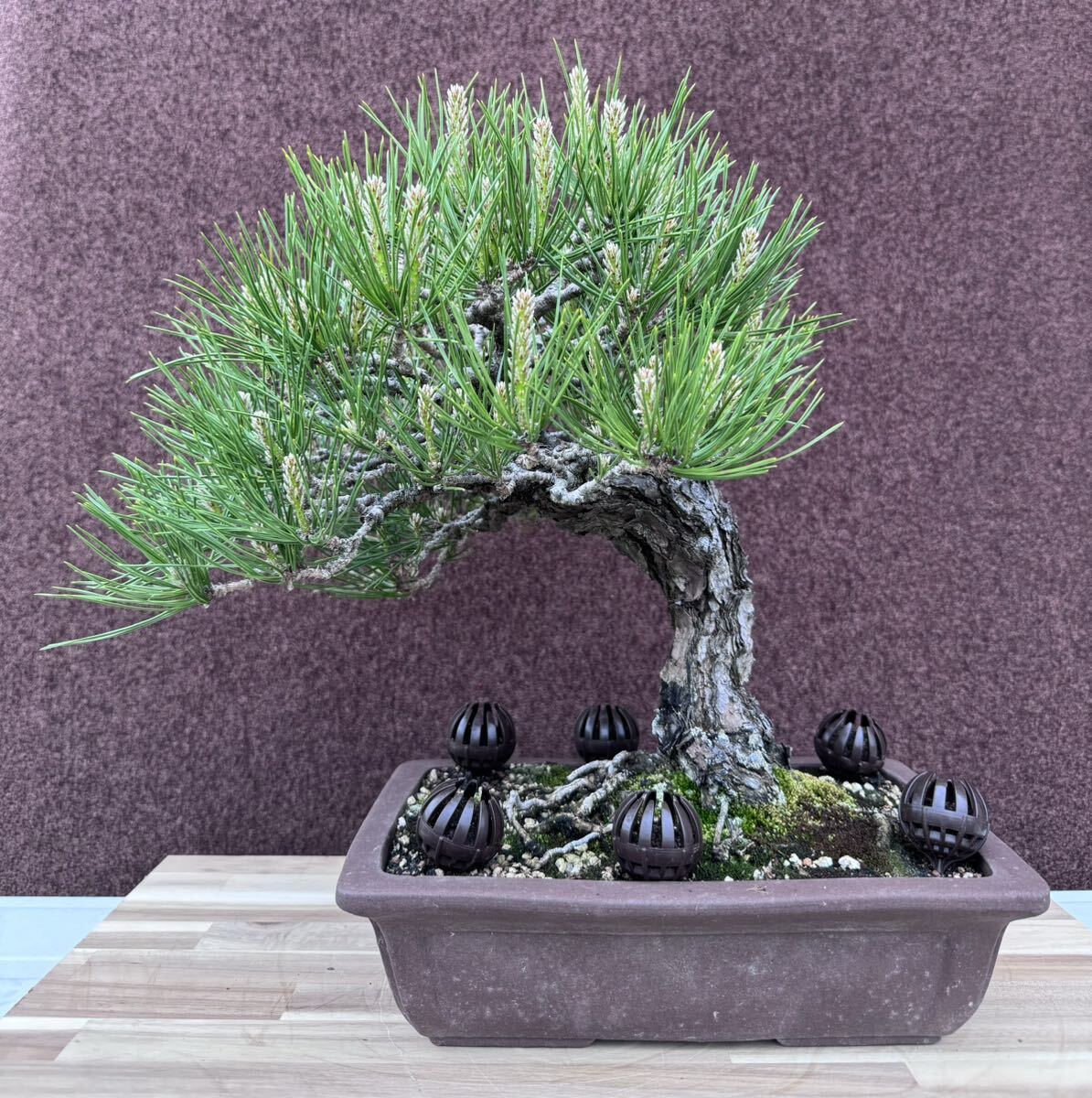  bonsai [ Japanese black pin ] 60 year mountain .. mountain tree thread . river genuine Kashiwa genuine Kashiwa red pine . pine .. pine pine Kashiwa kind 