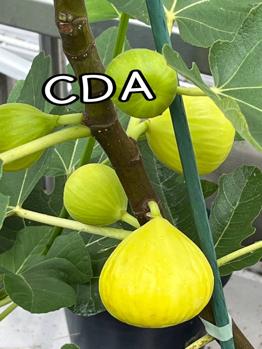 【イチジク苗木】Constantine de Algerie（CDA）とても美味しかったおすすめ品種！1014の画像7