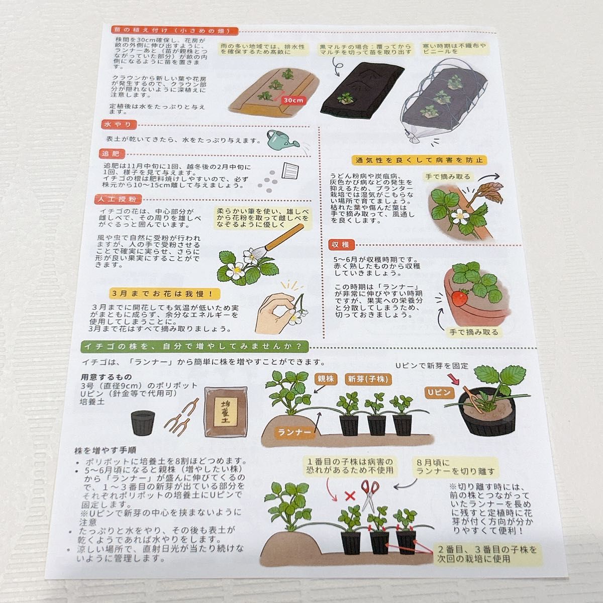 いちごおすすめセット　肥料　栽培　ガーデニング　野菜