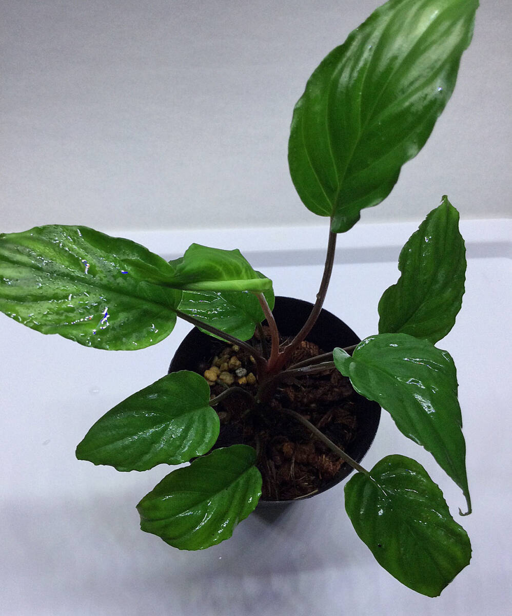 ホマロメナ Homalomena sp. Cameron Highlands from Malaysia WFI KZT便 【観葉植物 熱帯植物】の画像5