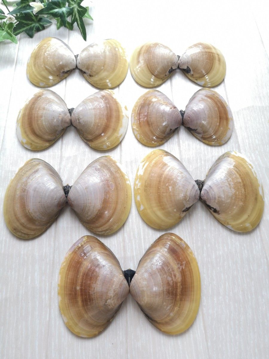 ☆国産ハマグリ貝殻 8.2〜9cm 7対 蛤☆