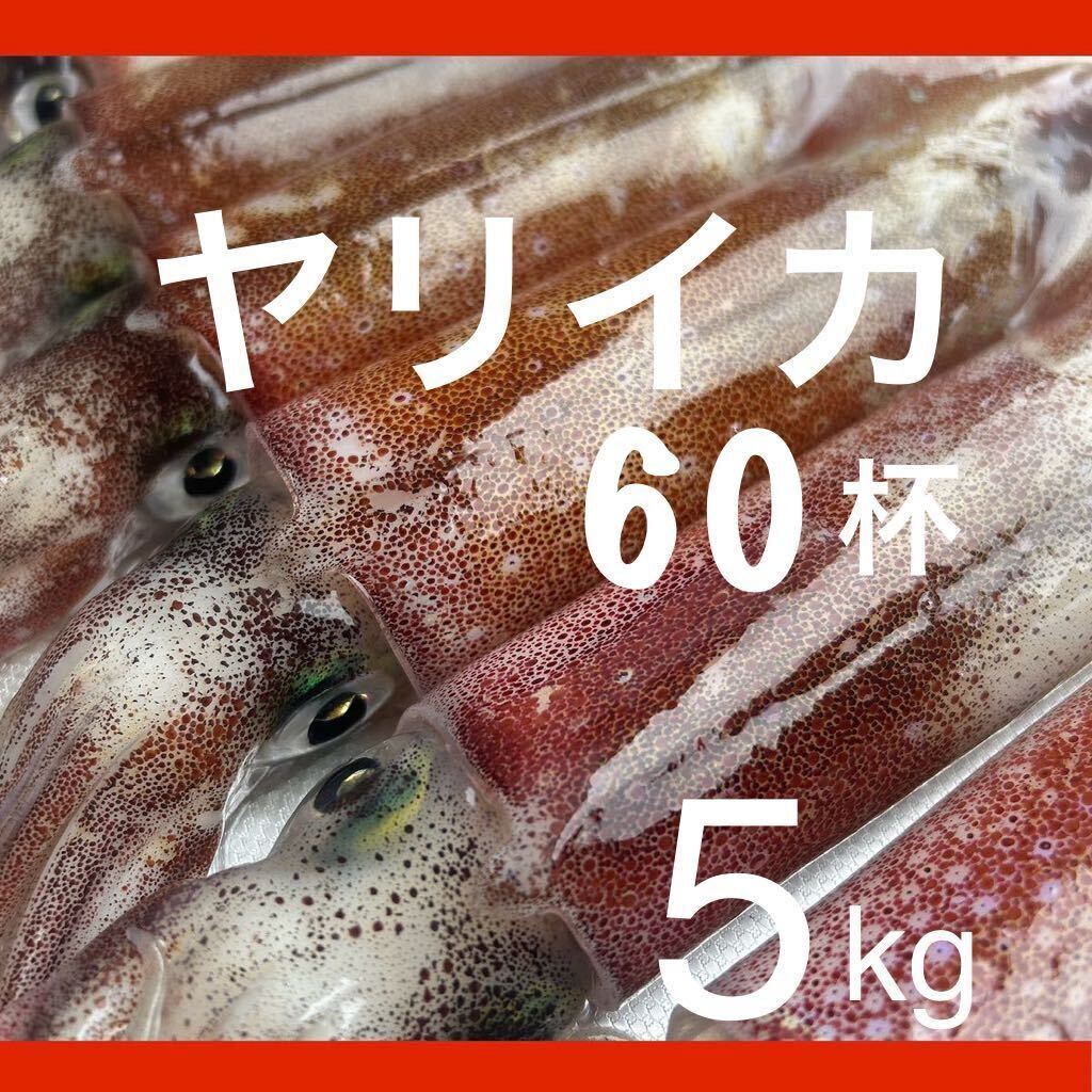 ヤリイカ メス 60杯 5.18キロ 胴長18〜22センチ お刺身用の画像1