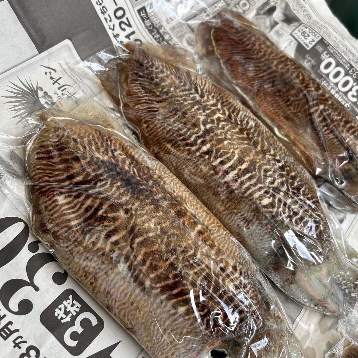 コウイカ　5杯　総重量　2.16キロ　朝どれ　刺身用 新鮮　冷凍　アオリイカ　ヤリイカ_画像4