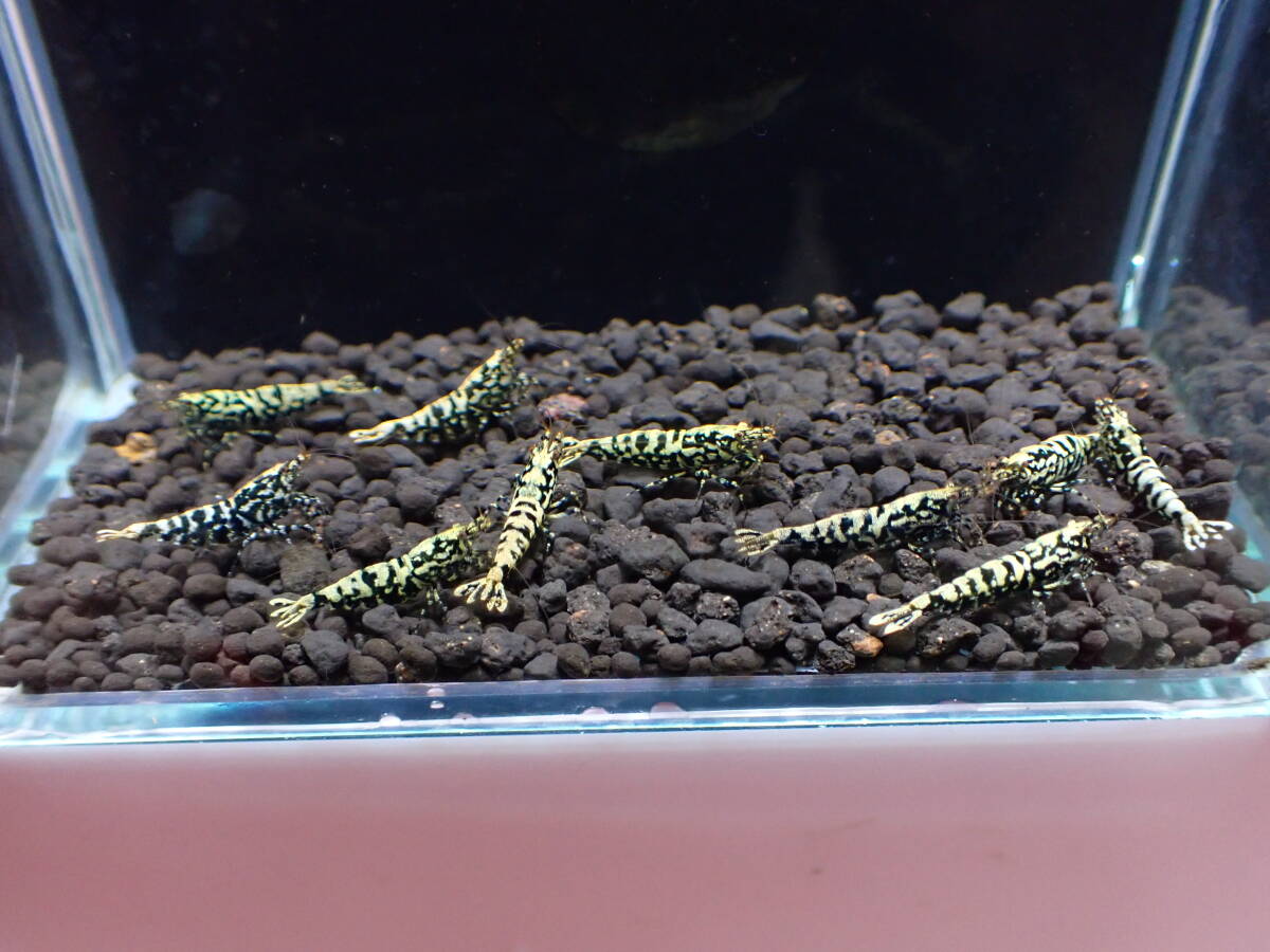 《BEE'S KNEES》ブラックギャラクシー ブリードセット10匹 Size1.6～1.8㎝ 雄５雌５うち抱卵３匹 自家ブリード個体 (B-2)の画像9