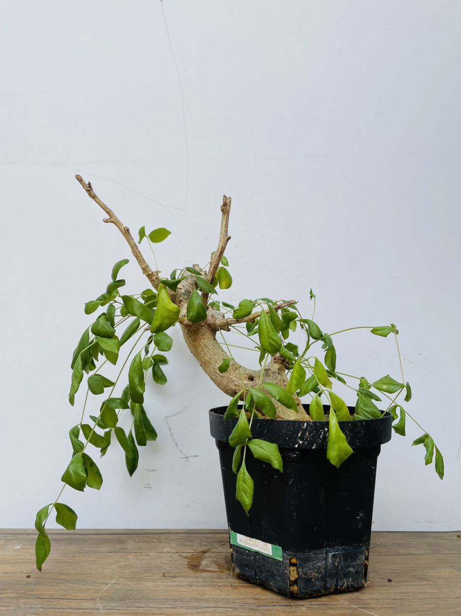 0111コミフォラ ドレイクブロックマニー 発根済 コーデックス 塊根植物 パキプス グラキリス オペルクリカリア アデニア の画像3
