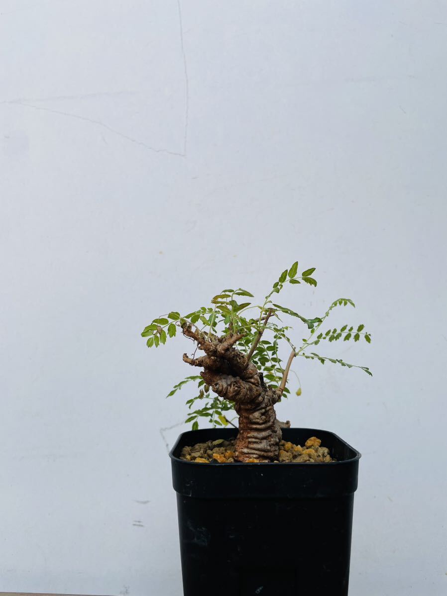 0092ボスウェリア ネグレクタ 発根済みコーデックス パキポディウム パキプス オペルクリカリア コミフォラ 塊根植物 の画像4