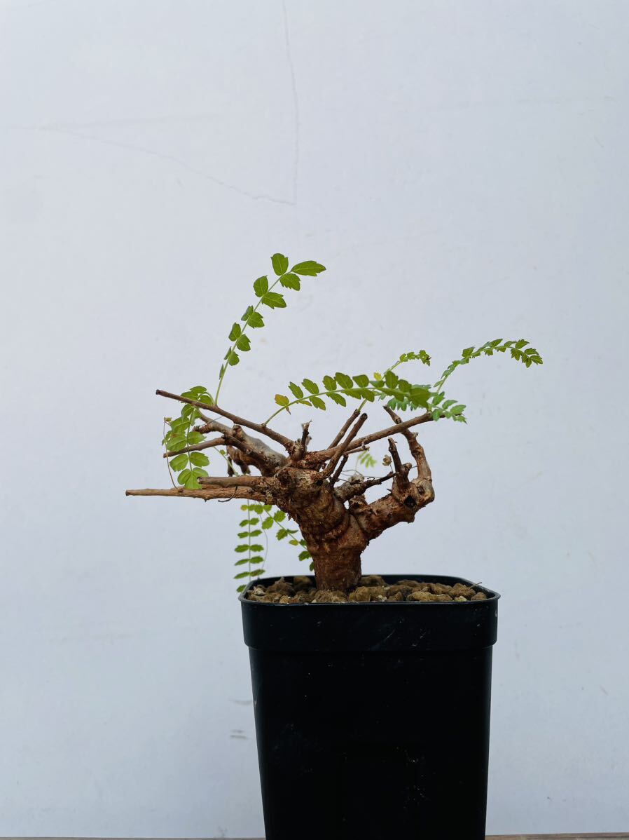 0093ボスウェリア ネグレクタ 発根済みコーデックス パキポディウム パキプス オペルクリカリア コミフォラ 塊根植物 の画像1