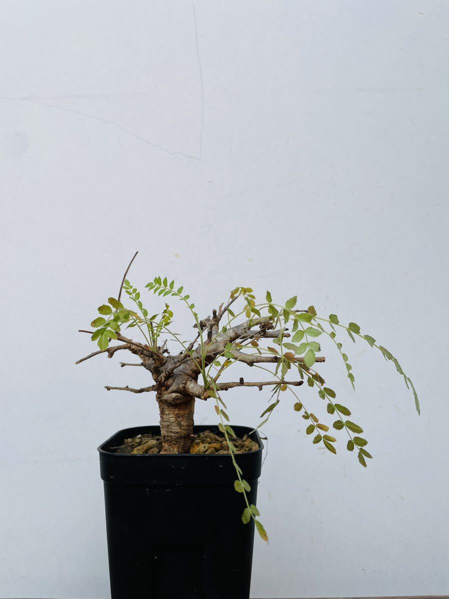 0096ボスウェリア ネグレクタ 発根済みコーデックス パキポディウム パキプス オペルクリカリア コミフォラ 塊根植物 の画像1