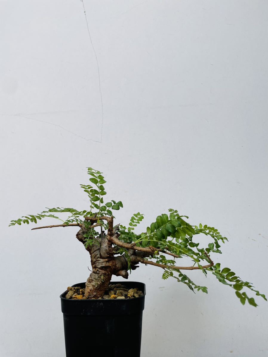 0114ボスウェリア ネグレクタ 発根済みコーデックス パキポディウム パキプス オペルクリカリア コミフォラ 塊根植物 の画像4