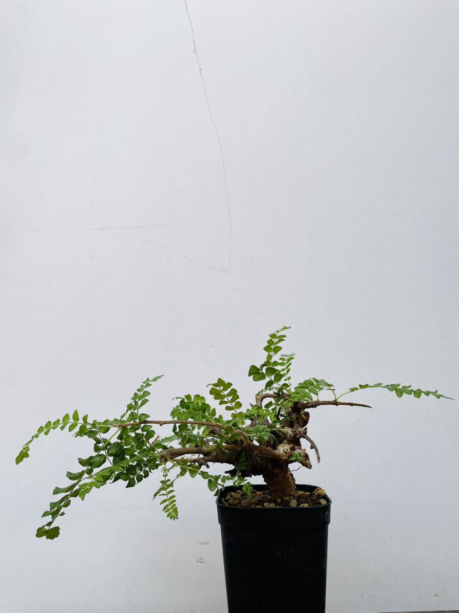0114ボスウェリア ネグレクタ 発根済みコーデックス パキポディウム パキプス オペルクリカリア コミフォラ 塊根植物 の画像2