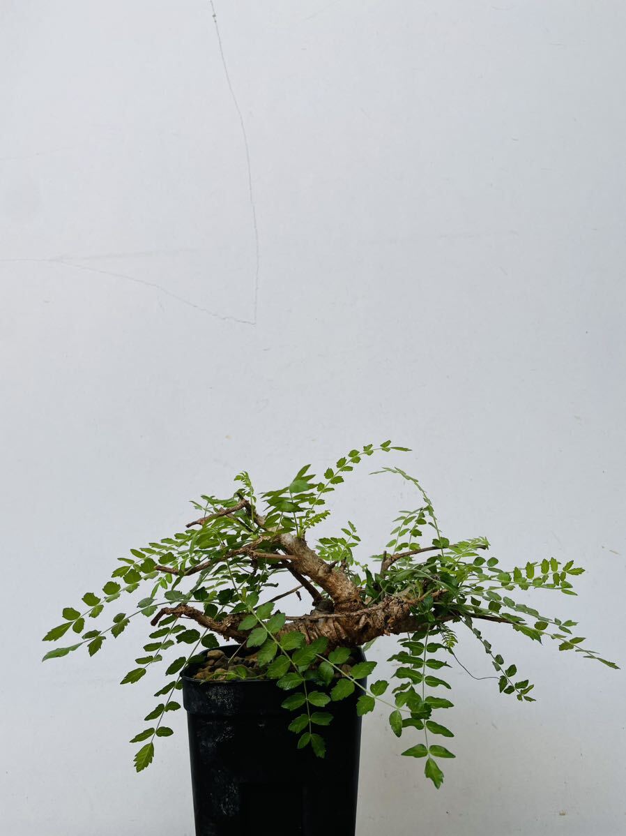 0115ボスウェリア ネグレクタ 発根済みコーデックス パキポディウム パキプス オペルクリカリア コミフォラ 塊根植物 の画像3
