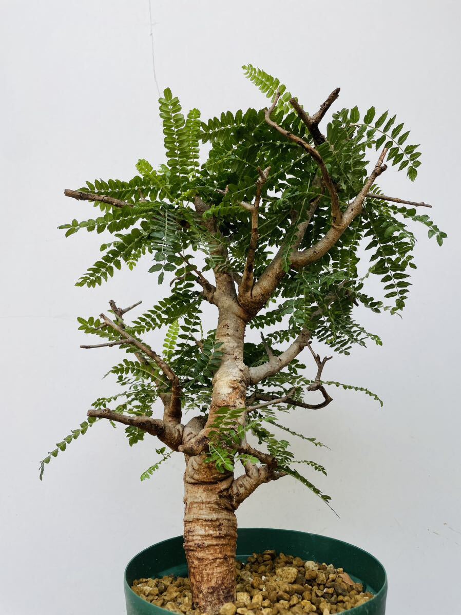 0120ボスウェリア ネグレクタ 発根済みコーデックス パキポディウム パキプス オペルクリカリア コミフォラ 塊根植物 の画像3