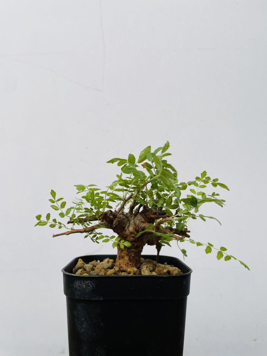 0121ボスウェリア ネグレクタ 発根済みコーデックス パキポディウム パキプス オペルクリカリア コミフォラ 塊根植物 の画像3