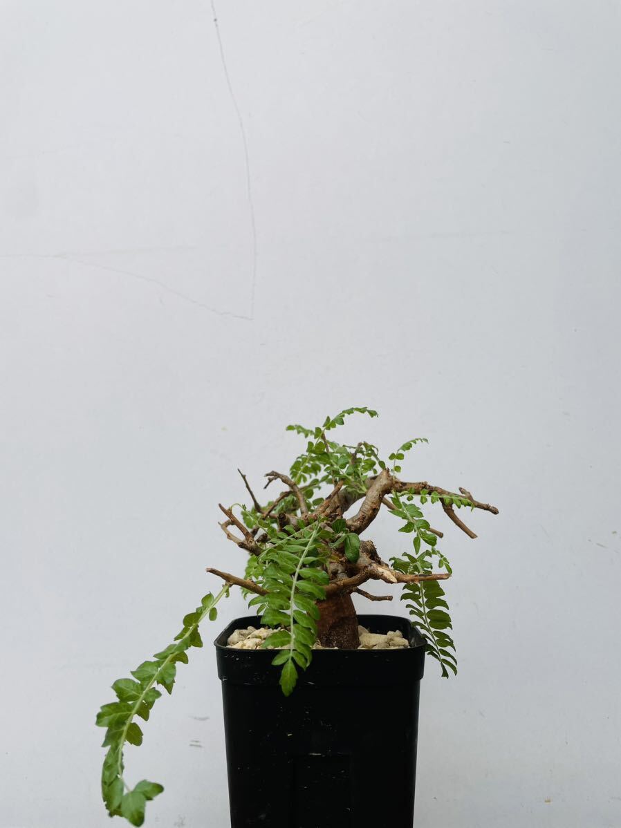 0122ボスウェリア ネグレクタ 発根済みコーデックス パキポディウム パキプス オペルクリカリア コミフォラ 塊根植物 の画像4