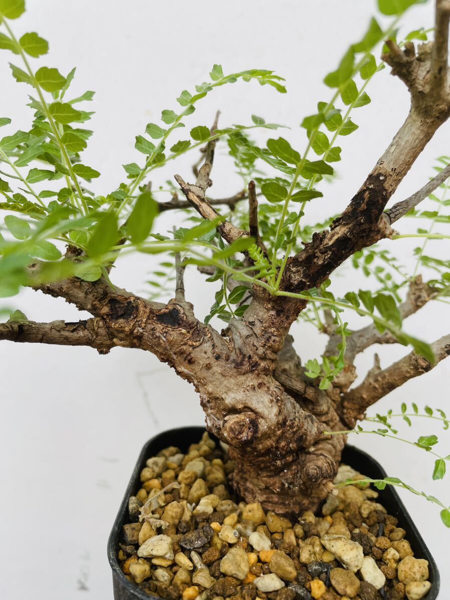 0124ボスウェリア ネグレクタ 発根済みコーデックス パキポディウム パキプス オペルクリカリア コミフォラ 塊根植物 の画像6