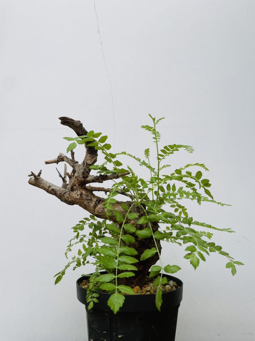0127ボスウェリア ネグレクタ 発根済みコーデックス パキポディウム パキプス オペルクリカリア コミフォラ 塊根植物 の画像2