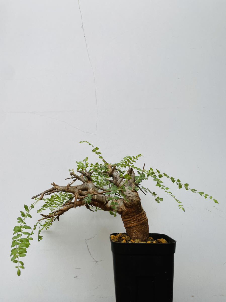 0126ボスウェリア ネグレクタ 発根済みコーデックス パキポディウム パキプス オペルクリカリア コミフォラ 塊根植物 の画像1
