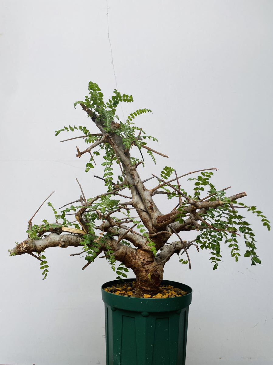 0130ボスウェリア ネグレクタ 発根済みコーデックス パキポディウム パキプス オペルクリカリア コミフォラ 塊根植物 の画像3