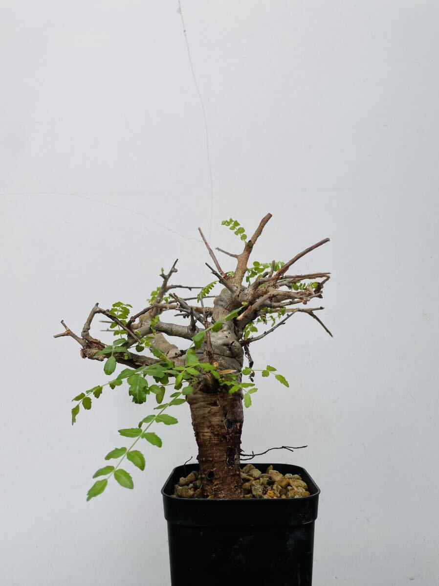 0131ボスウェリア ネグレクタ 発根済みコーデックス パキポディウム パキプス オペルクリカリア コミフォラ 塊根植物 の画像2